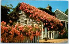 Typical Cottage Scene with Roses in Full Bloom on Nantucket, Massachusetts picture