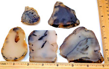 5 Beautiful Montana Agates Yellowstone River  None Wet #3284 picture