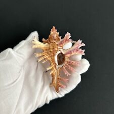 Chicoreus palmarosae/Triplex palmarosae, 79mm, W/o, Sir Lanka Muricidae seashell picture
