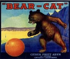 Bear Cat Orange Ontario Citrus Fruit Crate Grizzly Brown Bear Label Art Print picture