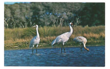 Cranes Birds Postcard Wildlife picture