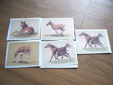 SUANNE WAMSLEY HERITAGE ART PUBLISHERS ARABIAN FOAL HORSE CARD LOT picture