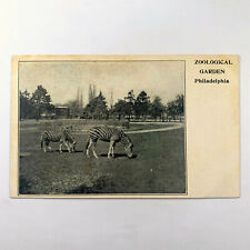 Postcard Pennsylvania Philadelphia PA Zoological Garden Zebra Pre-1907 Unposted picture