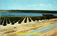 Clermont Florida FL Governors Grove Orange Trees Postcard picture