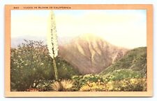 1940s Yuccas in Bloom California Foothills Gods Candle Old Linen Postcard C28 picture