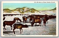 Elk Herd Winter Feeding Grounds Jackson Hole Wyoming Animals Vintage Postcard picture