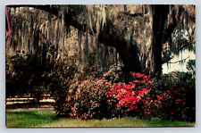 Vintage Postcard Greetings from Maitland Florida Romantic Spanish Moss picture