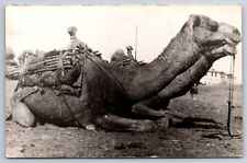 A904 Pakistan Camel Stamped Read Backside Black/White RPPC ? Vintage Postcard picture