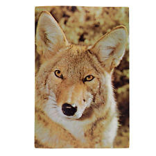 COYOTE (A) picture