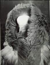 1966 Press Photo A pigeon in a feather boa during London Bird Show - lra62946 picture