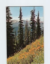 Postcard Alpine Flowers Olympic National Park Washington USA picture