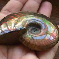 Madagascar Natural Iridescent Ammonite Facet Specimen Mineral Fossil Collectible picture