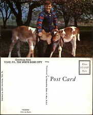Boy with two young cows vintage postcard picture