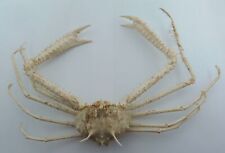 Crustaceans Spider Crab Cyrtomaia largoi Oddities picture