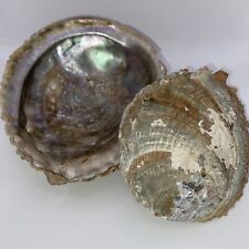 Two VTG Abalone Seashell Large Natural Rainbow Mother Of Pearl Shell Blue Green picture