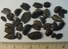 30 - Fossilized Porcupine or Burr Fish Mouth Plates from South Fl. picture