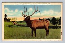 WY-Wyoming, Bull Elk, Tower Fall Area, Yellowstone, Antique, Vintage Postcard picture