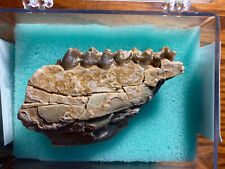 Fossil  Oredont Jaw Section With Acrylic Display Case - Measures almost 3