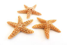 Set of 3 Small Sugar Starfish 2-3