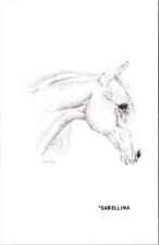 Scottsdale, AZ Arizona  HORSE SABELLINA~SIMMS ARABIAN RANCH Doug Garry  Postcard picture