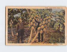 Postcard Giant Papaya Miami Florida USA North America picture