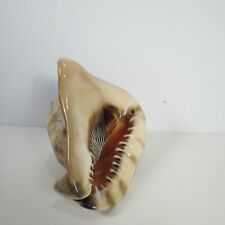 Large Horned Helmet Tiger Striped King Conch Shell Seashell 5x5x4 inches picture