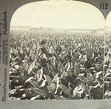 Vtg Farmer Tobacco Field Kentucky Photograph Keystone Stereoview Card picture