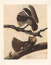 Vintage John James Audubon Oiseau Imprimé ~ CHUCK-WILL'S -widow picture