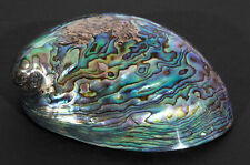 Fully Polished Paua Abalone Shell Rainbow IrIdescent 4 3/4 inches picture