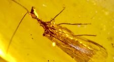 Genuine Fossil amber Insect burmite Burmese Snake Fly and Rare Spider Myanmar picture