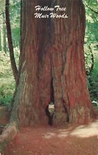 Muir Woods CA California, Hollow Redwood Tree, Vintage Postcard picture