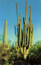 Postcard World's Largest Saguaro at Saguaro National Monument Arizona Vintage picture