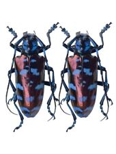 2 pcs Viet Nam Insects Cerambycidae Anoplophora  A1 picture