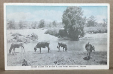 Cows River Scene on South Llano River Near Junction, Texas Postcard picture