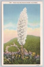 Monrovia California, Yucca Palm Spanish Dagger Plant, Vintage Postcard picture