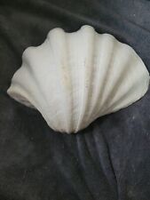 Rare Large & Heavy 10” REAL Giant Half Clam Shell Decorative Bowl Display picture