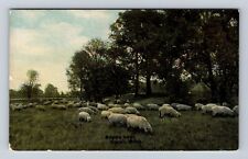 Coral MI-Michigan, Scenic View, Sheep Grazing Antique, Vintage Souvenir Postcard picture