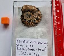 Rare Euhoplites proboscidens Ammonite- Gault Clay UK , Folkestone Kent 3.2cm picture