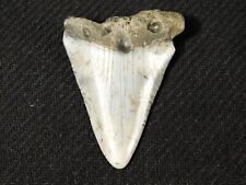 ANCESTRAL Great WHITE Shark Tooth Fossil 100% Natural 13.7gr picture