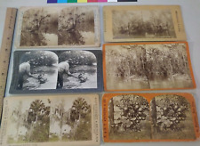 (6) Stereoview Photo  Florida Silver Spring picture