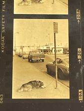 O9 Photograph Strip Of 4 Photos & Negative 1970-80's Dog Tied To Pole Husky  picture
