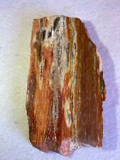 RARE Red PETRIFIED WOOD from GINKO FOREST AREA near Vantage WA Polished Already picture