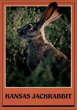 Kansas prairie jackrabbit ~ profile portrait wild flowers ~ vintage postcard picture
