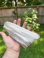 Texas Petrified Oak Wood Unique Rotted Branch 8