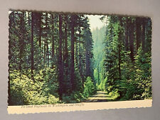 Vintage Pacific Northwest Highway Washington Oregon Postcard Trees 50s 60s 70s picture