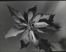 1952 Press Photo Poinsettias in full bloom - spa67008 picture