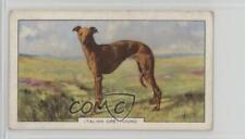 1938 Gallaher Dogs Series 2 Tobacco Italian Greyhound #29 0j8f picture