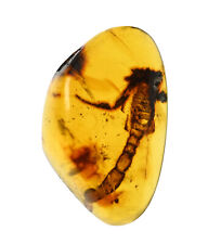 Rare Scorpion Fossil Inclusion in Burmese Amber picture