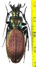 Carabidae, Carabus (Archiplectes) polychrous polychrous 1 female A1, W. Georgia picture