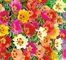 3000+ MOSS ROSE GRANDIFLORA SEEDS SPRING MIX FLOWERS GROUNDCOVER BUTTERFLIES USA picture